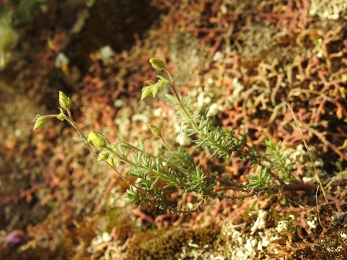 Fumana thymifolia, photograph 2