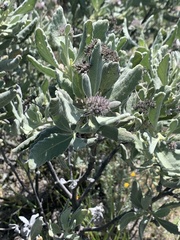 Eriodictyon traskiae