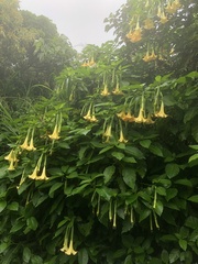 Brugmansia aurea