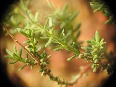 Yves Bas, CC BY, iNaturalist via GBIF Fumana thymifolia, photograph Yves Bas, CC BY, iNaturalist via GBIF
