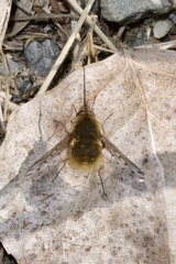 Bombylius medius