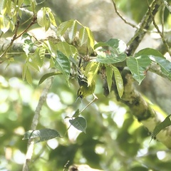 Aegithina viridissima