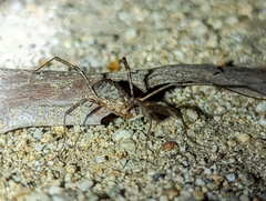 Protolophus singularis