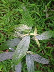 Achyranthes longifolia