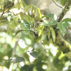 Aegithina viridissima