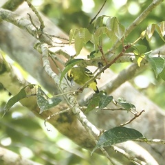 Aegithina viridissima