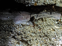 Protolophus singularis