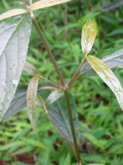Achyranthes longifolia