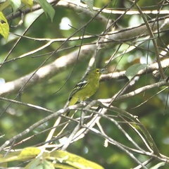 Aegithina viridissima