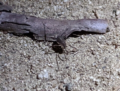 Protolophus singularis