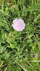 Malva hispanica