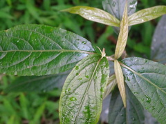Achyranthes longifolia