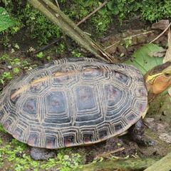 Cuora flavomarginata