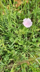 Malva hispanica