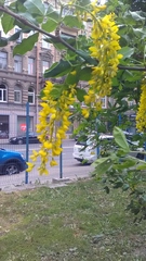 Laburnum anagyroides