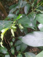Agomadaranus pardaloides