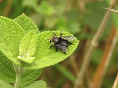 Megachile amparo