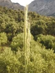 Hordeum bulbosum