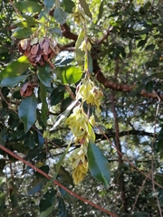 Pteleopsis myrtifolia