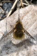 Bombylius medius