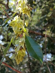 Pteleopsis myrtifolia