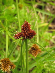 Cyperus