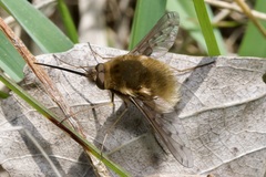 Bombylius medius