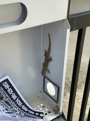 Hemidactylus frenatus