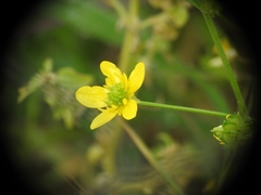 Ranunculus marginatus