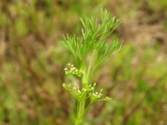 Cyclospermum leptophyllum