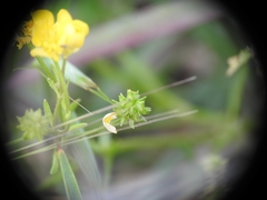 Ranunculus marginatus
