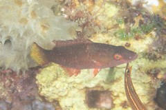 Oxycheilinus orientalis