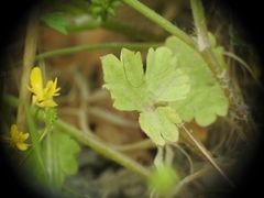 Ranunculus marginatus