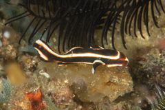 Plectorhinchus polytaenia