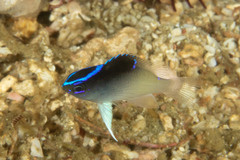 Chrysiptera rollandi