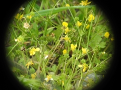 Ranunculus marginatus