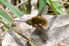 Bombylius medius