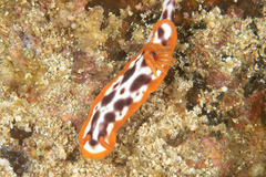 Hypselodoris purpureomaculosa image