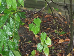 Aristolochia cucurbitifolia