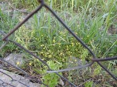 Ranunculus marginatus