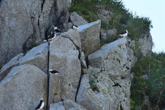 Fratercula corniculata