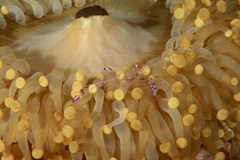 Ancylomenes sarasvati