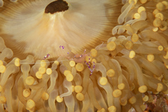 Ancylomenes sarasvati