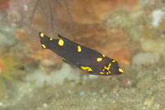 Bodianus mesothorax