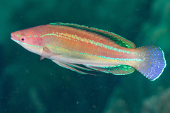 Cirrhilabrus temminckii