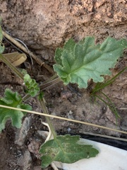 Phacelia pedicellata
