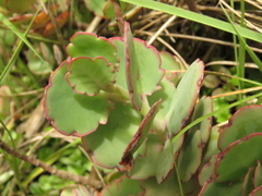 Kalanchoe