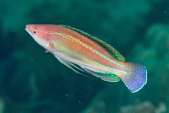 Cirrhilabrus temminckii