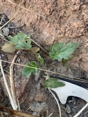 Phacelia pedicellata