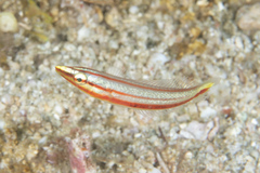Hologymnosus doliatus